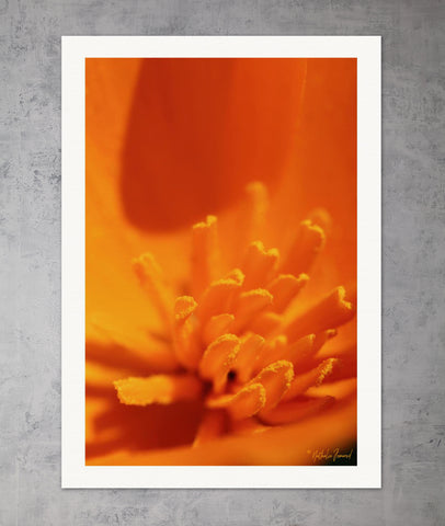 Poster Fleur de Pavot